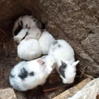 خرگوش کوچولو اروم خانگی