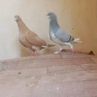 کفتر ماده