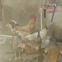 5 عدد مرغ تخم گذار 1 عدد خروس