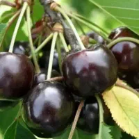 کارگر گیلاس