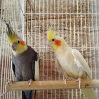 عروس هلندی مولدوجوجه