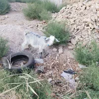 بیگ ماده