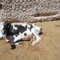 گاو