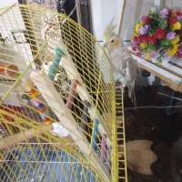 دو عدد عروس هلندی  سخن گو