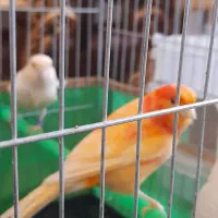 جفت قناری باقفس