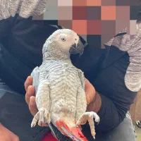 پرنده کاسکو