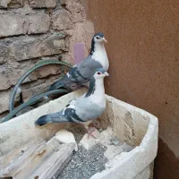 کفتر|پرنده|اصفهان, شاهد|دیوار