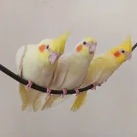 جویای سرایداری هستم