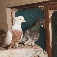 کفتر چتن