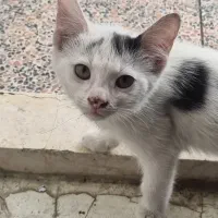 واگذاری گربه