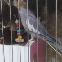 عروس هلندی نر و ماده