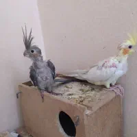 جوجه عروس هلندی