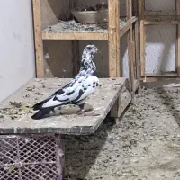 کبوتر پرشی