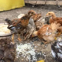 جوجه محلی جوجه ۴۰ روزه