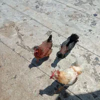 مرغ خروس کاکلی