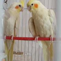 عروس هلندی