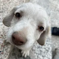 سگ پاکوتاه