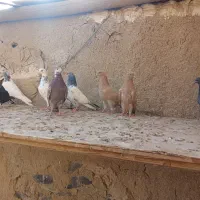 کفتر|پرنده|خنداب, |دیوار