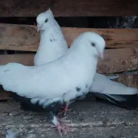کبوتر دمبی