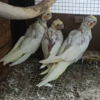عروس هلندی نرمه خور