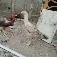 مرغ لاری