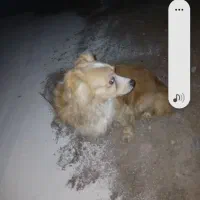 سگ پامر|سگ|قزوین, |دیوار