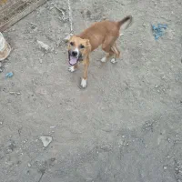 واگذاری سگ نژاددار