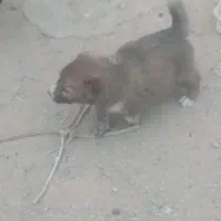 قدرجونی  سراب. افغان