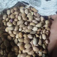لوبیا چیتی