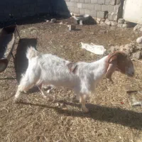 بز جوان