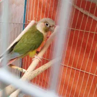 گرینچیک ماده آماده