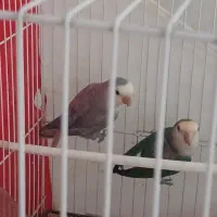 طوطی کوتوله