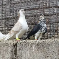 ساده|پرنده|گنبد کاووس, |دیوار