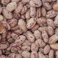 لوبیا چیتی