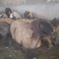 میش ترکی