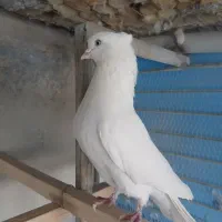 سه عددکبوتر سالم اس به شرط
