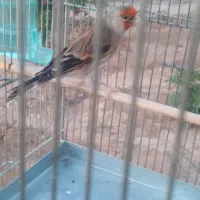 سهره قناری دهندار پنج دهن لر بخون اوستا مست