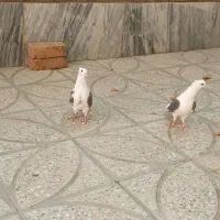 کبوتر