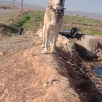 سگ گله معاوضه باسگ ماده