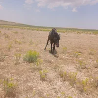 اسب نریان جوان