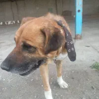 واگذاری رایگان سگ نگهبان