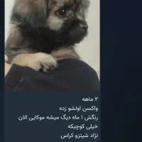 گبه خاطر شرایط نگهداری شو ندارم