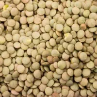 عدس محلی با بهترین کیفیت وطعم و خوش پخت