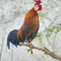 تخم‌مرغ رُزکامپ