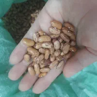 لوبیا چیتی تازه ۳۵۰