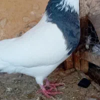 کبوتر فروشی