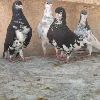 فروش پرنده
