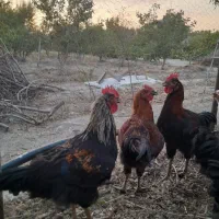 خروس بلک استار