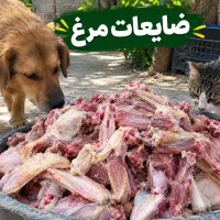 ضایعات مرغ مناسب برای سگ و گربه