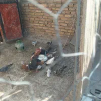 کفتر